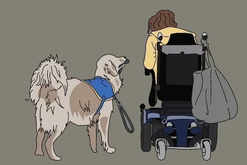 Fauteuil roulant électrique et chien : c'est possible